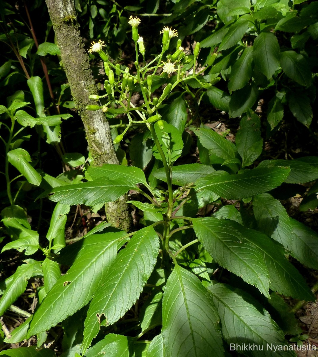 Kleinia walkeri (Wight) M.R.Almeida